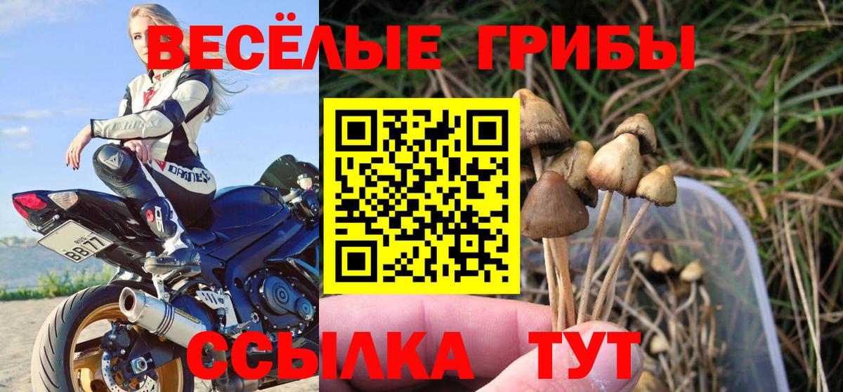 Ковров  Псилоцибиновые грибы Psilocybe  Вход с VPN 